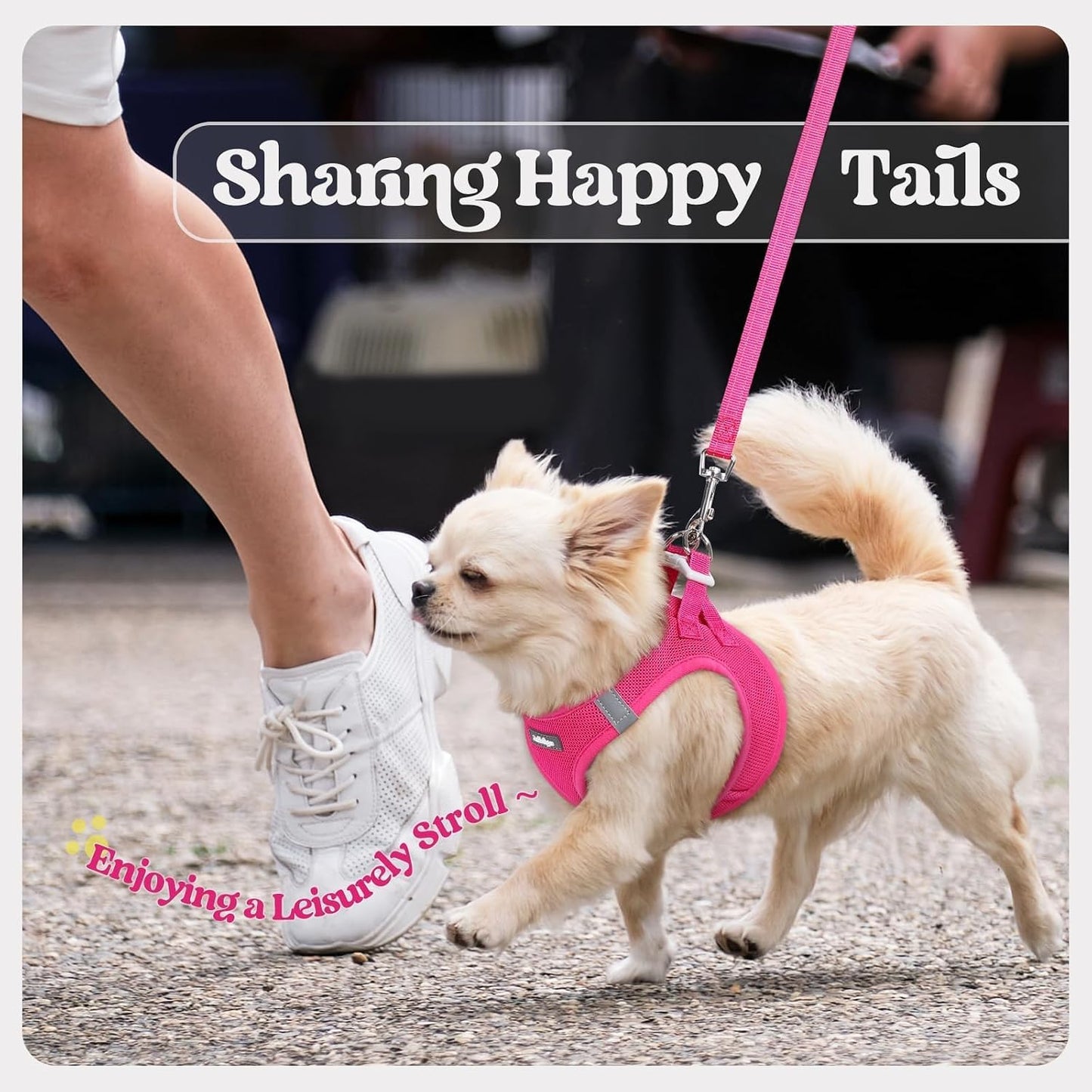 rabbitgoo Step-In Dog Harness – Reflective Small Breed Walking Set for Safe Evening Strolls, Dual D-Rings and Anti-Tangle Leash Clip