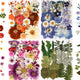 Colorful-c