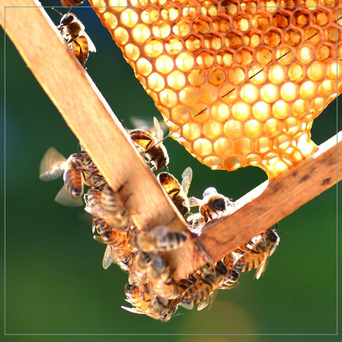 100% pure u.s. domestic blended varietal honey