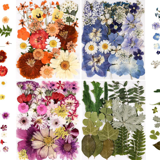 110+ assorted dried pressed flowers and leaves across 112 botanical types