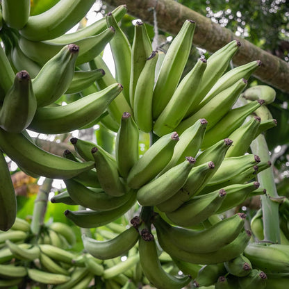 ARTISAN TROPIC Plantain Strips Sea Salt - Portion-Controlled Desk Snack for Focused Workdays