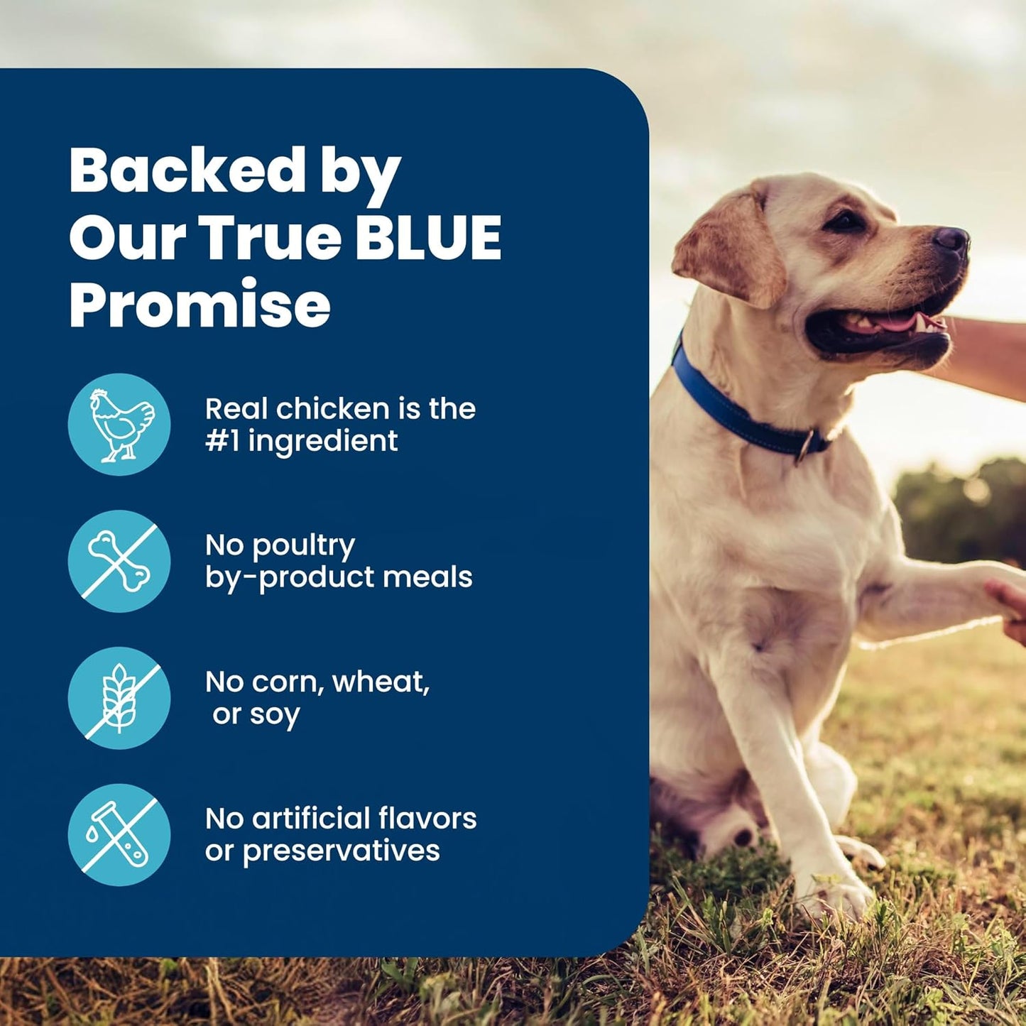 Blue Buffalo Life Protection Formula Senior Dry Dog Food – Chicken & Brown Rice for Daily Wellness, Joint Care and Immune Support, 5 lb Bag