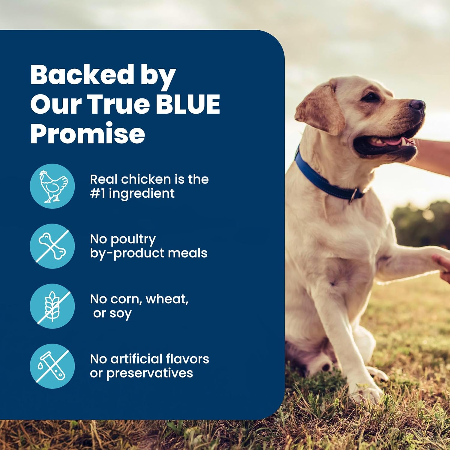 Blue Buffalo Life Protection Formula Senior Dry Dog Food – Chicken & Brown Rice for Daily Wellness, Joint Care and Immune Support, 5 lb Bag