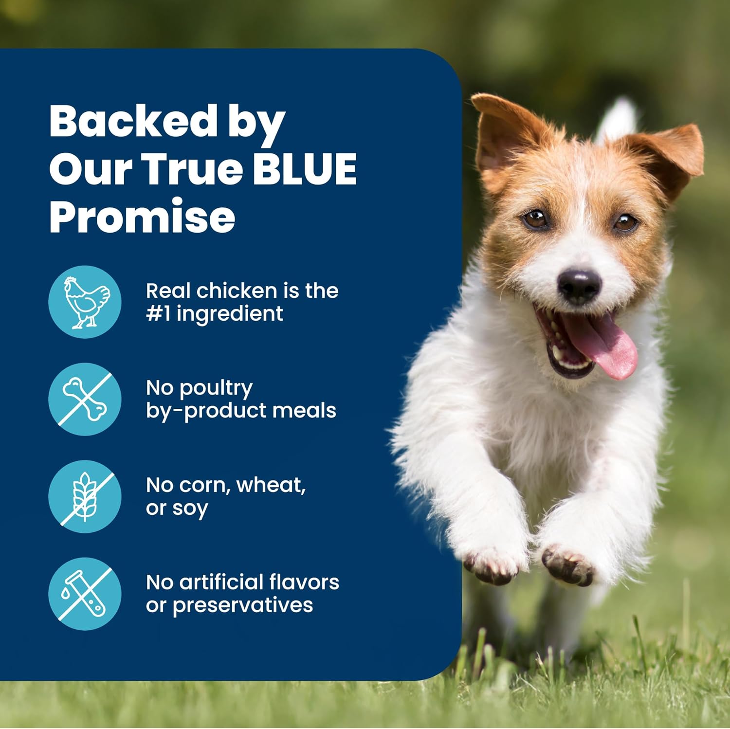 Blue Buffalo Life Protection Formula – Small Breed Adult Chicken & Brown Rice Kibble Crafted Without Corn, Wheat, Soy, or Artificial Additives
