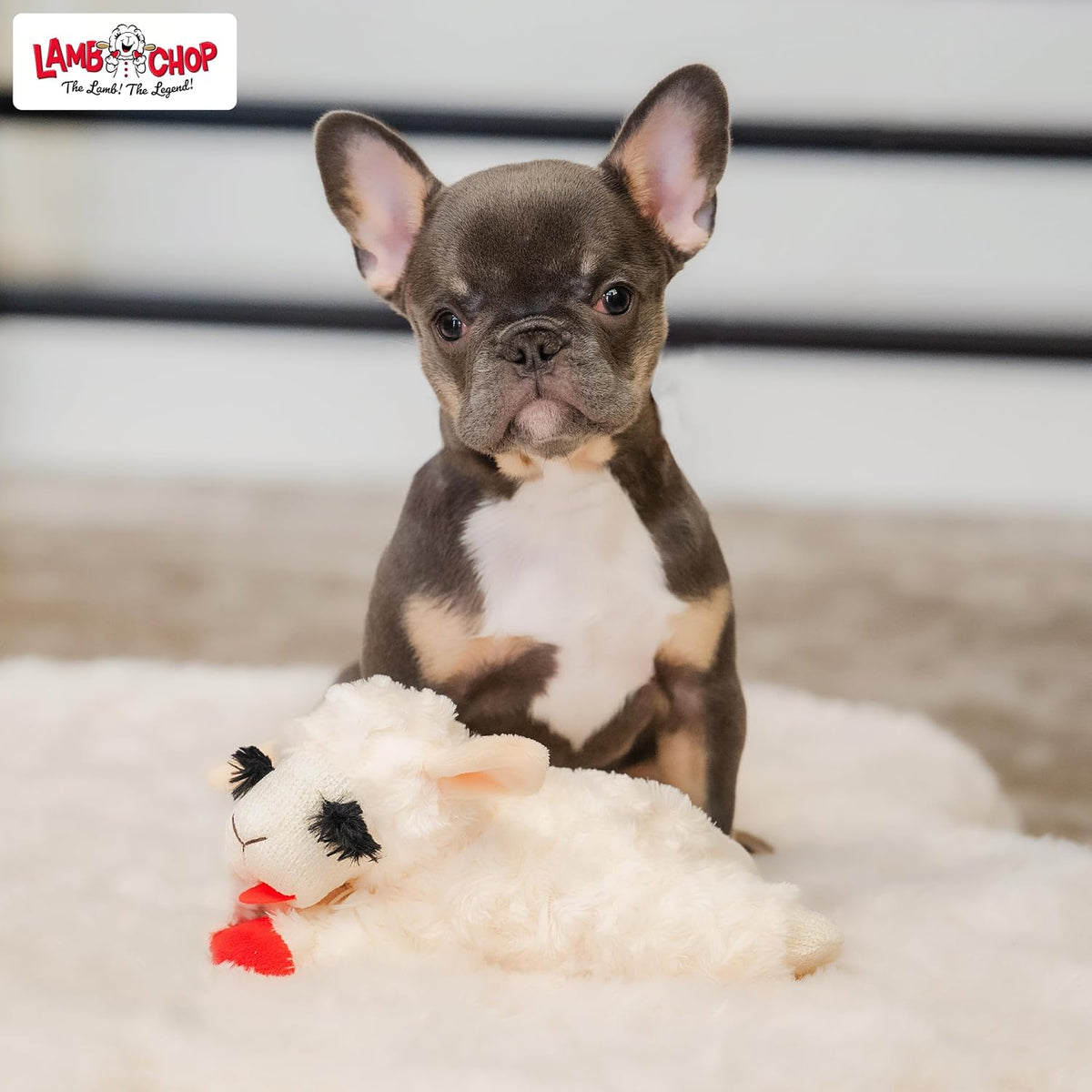 Multipet Lamb Chop Plush – Durable Single-Squeaker Dog Toy for Supervised Indoor Play, No Small Parts