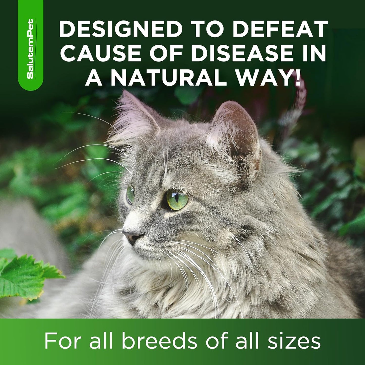 Natural Cat Antibiotic Drops – Thoughtful Gift for Holistic Cat Owners and Multi-Cat Households
