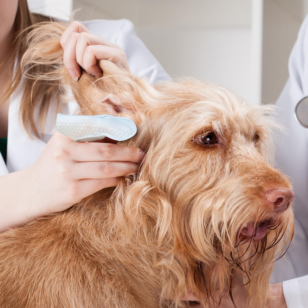 Paw Science Dog Ear Cleaner Wipes – pH-Balanced Finger Wipes for Relaxing Pet Wellness Routines