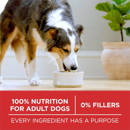 Purina ONE Chicken and Rice Formula Dry Dog Food – Travel-Friendly Kibble for Camping Trips and Park Adventures