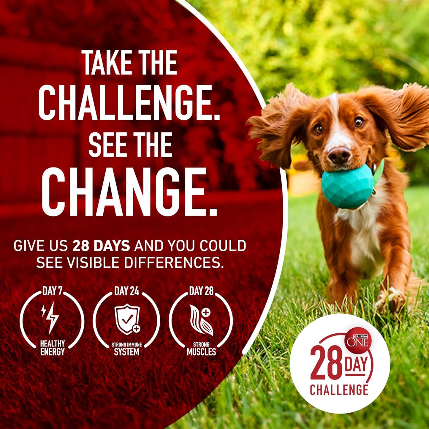 Purina ONE Lamb and Rice Formula - Sensitive Stomach Daily Nutrition for Adult Dogs, 31.1 lb. Bag