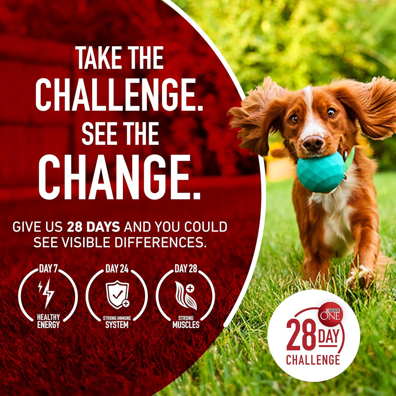 Purina ONE Lamb and Rice Formula - Sensitive Stomach Daily Nutrition for Adult Dogs, 31.1 lb. Bag
