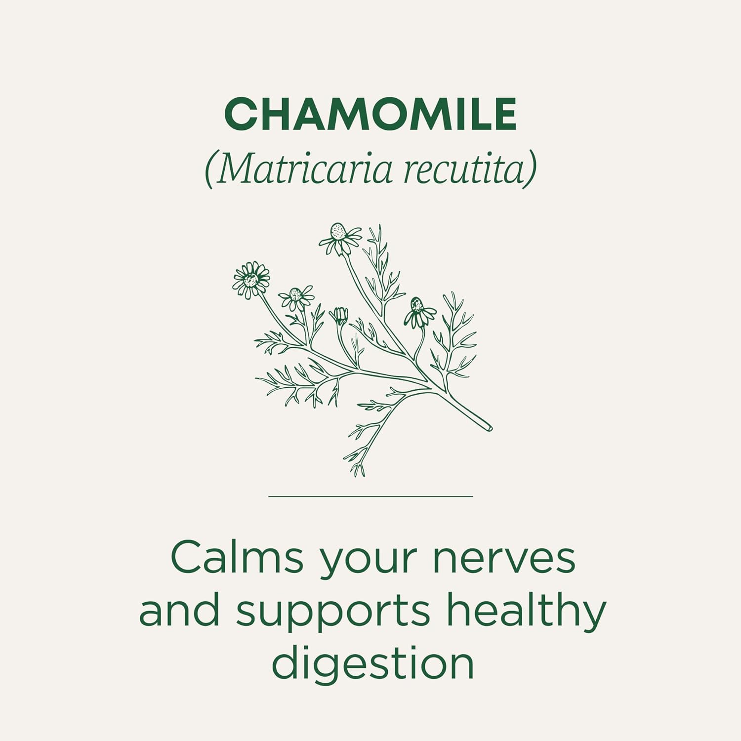 Traditional Medicinals Organic Chamomile Tea – Fragrant Floral Herbal Tea for Meditation Corner and Yoga Practice, 16 Bags