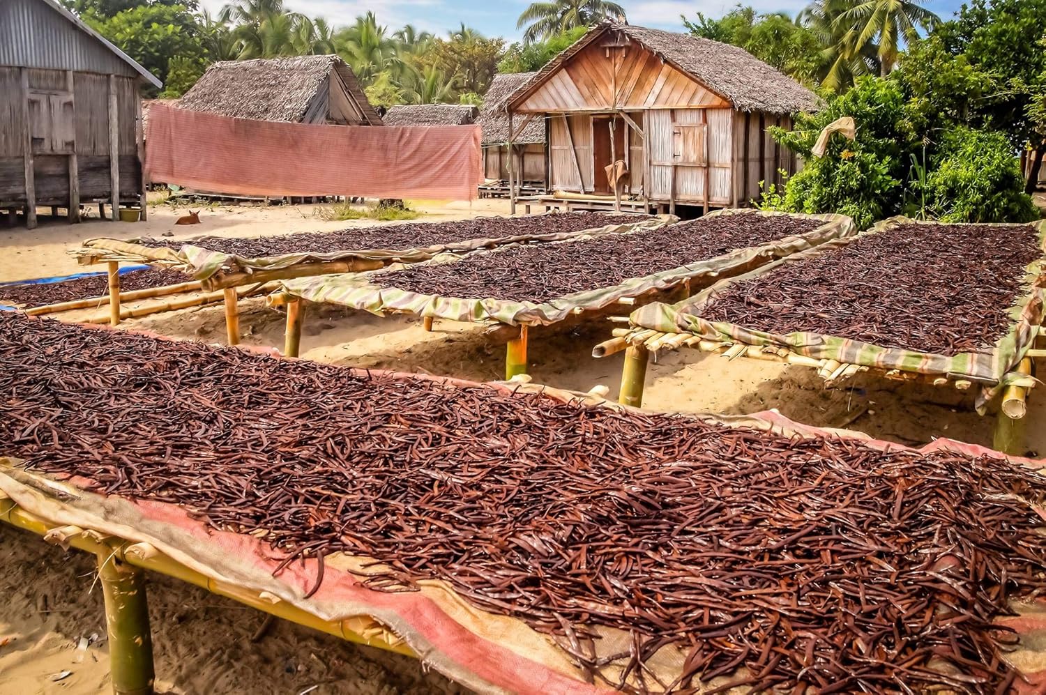 Vanilla Bean Kings 10 Fresh Madagascar Vanilla Pods - Intensely Aromatic Whole Beans for Fragrant Homemade Extract