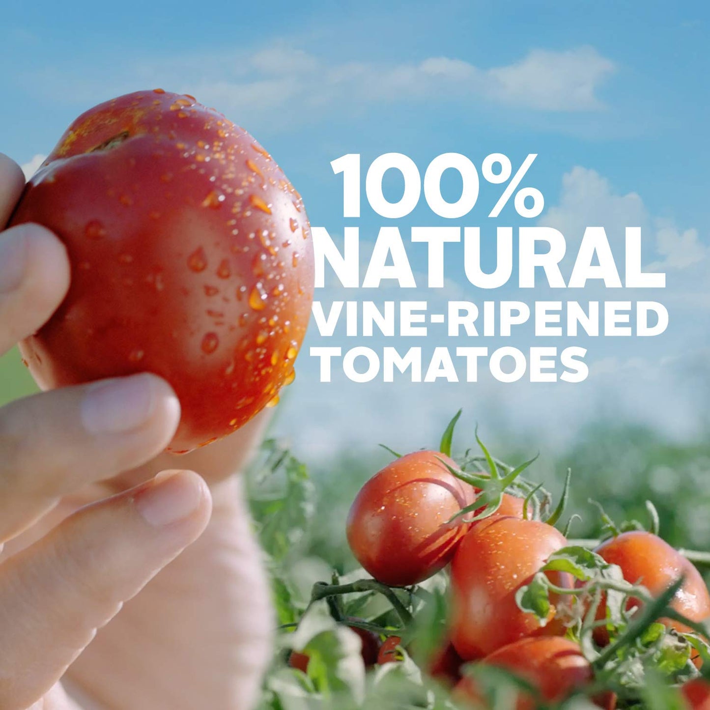 vine-ripened tomatoes blended for year-round flavor consistency